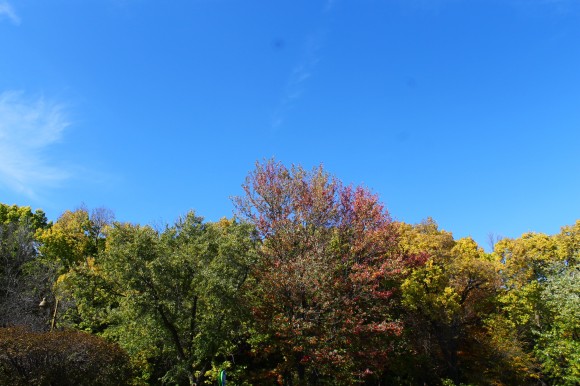 couleur d'automne ile saint helene montreal