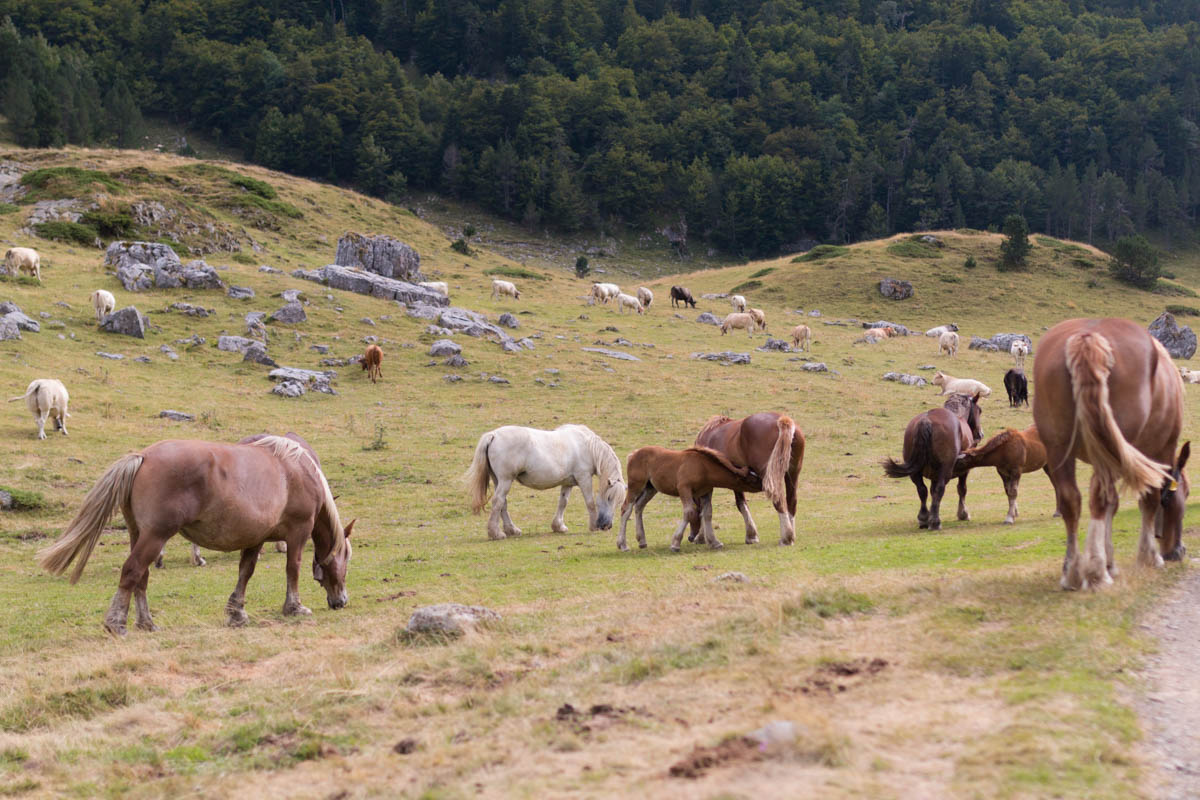 Pyrénées tour des lacs d'ayous les chevaux  | SP4NK BLOG