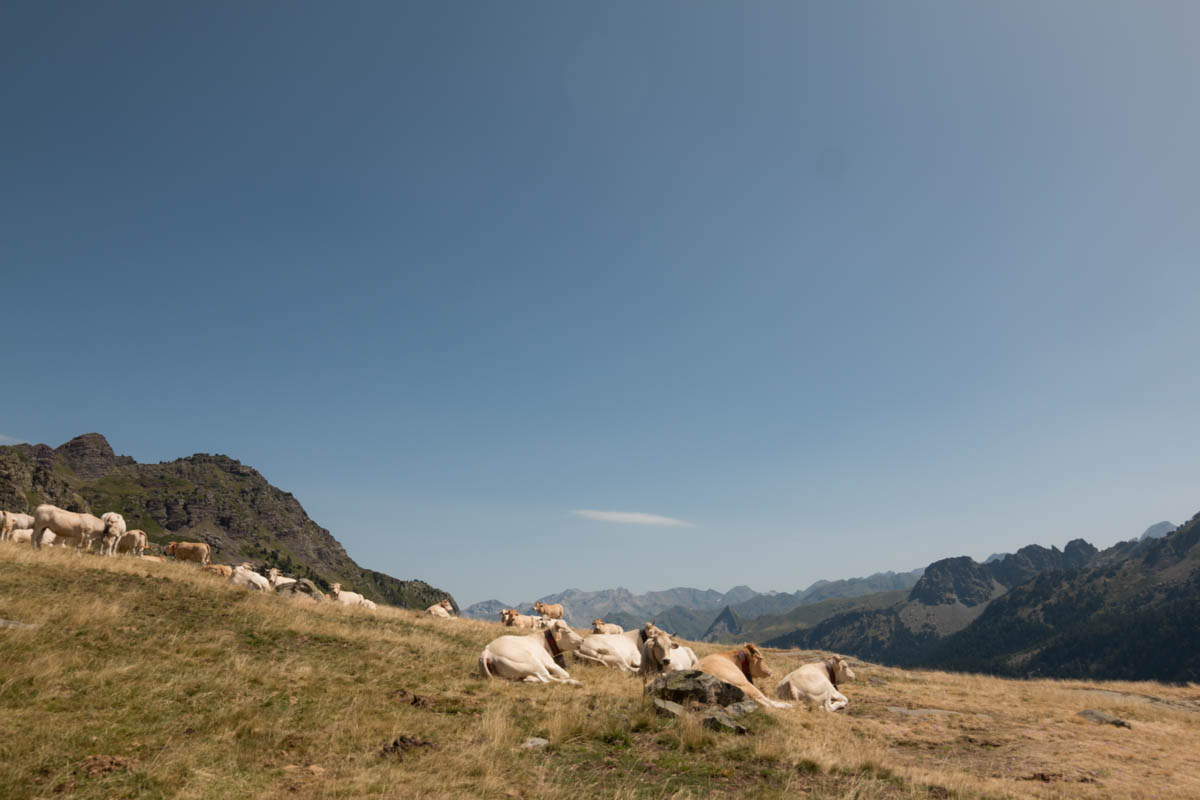 Pyrénées tour des lacs d'ayous les vaches | SP4NK BLOG